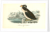 Horned-billed Guillemot by John James Audubon