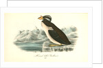 Horned-billed Guillemot by John James Audubon