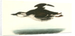 Large-billed Guillemot. Male by John James Audubon