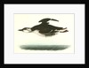 Large-billed Guillemot. Male by John James Audubon