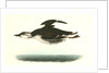 Large-billed Guillemot. Male by John James Audubon