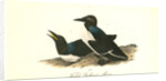 Foolish Guillemot. Murre by John James Audubon