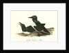 Foolish Guillemot. Murre by John James Audubon