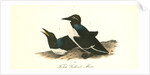 Foolish Guillemot. Murre by John James Audubon