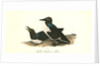 Foolish Guillemot. Murre by John James Audubon