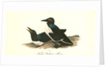 Foolish Guillemot. Murre by John James Audubon