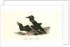 Foolish Guillemot. Murre by John James Audubon