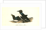 Foolish Guillemot. Murre by John James Audubon