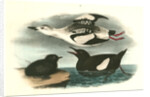 Black Guillemot by John James Audubon