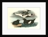Black Guillemot by John James Audubon