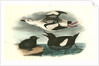 Black Guillemot by John James Audubon