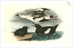 Black Guillemot by John James Audubon
