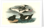Black Guillemot by John James Audubon
