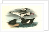Black Guillemot by John James Audubon