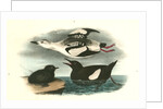 Black Guillemot by John James Audubon