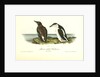 Slender-billed Guillemot by John James Audubon