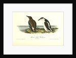 Slender-billed Guillemot by John James Audubon