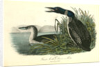 Great North Diver. Loon by John James Audubon