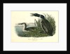 Great North Diver. Loon by John James Audubon