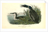 Great North Diver. Loon by John James Audubon