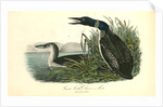 Great North Diver. Loon by John James Audubon