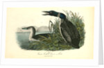 Great North Diver. Loon by John James Audubon
