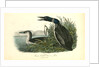 Great North Diver. Loon by John James Audubon