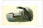 Great North Diver. Loon by John James Audubon