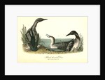 Black-throated Diver by John James Audubon