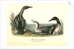 Black-throated Diver by John James Audubon