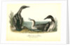 Black-throated Diver by John James Audubon