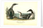 Black-throated Diver by John James Audubon