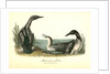 Black-throated Diver by John James Audubon