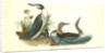 Red-throated Diver by John James Audubon