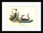 Red-throated Diver by John James Audubon