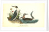 Red-throated Diver by John James Audubon