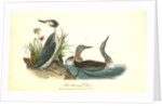 Red-throated Diver by John James Audubon