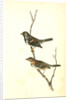 Harris's Finch by John James Audubon