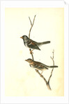 Harris's Finch by John James Audubon