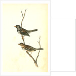 Harris's Finch by John James Audubon