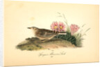 Sprague's Missouri Lark. Male by John James Audubon