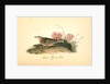 Sprague's Missouri Lark. Male by John James Audubon