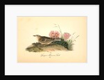 Sprague's Missouri Lark. Male by John James Audubon