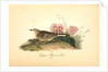 Sprague's Missouri Lark. Male by John James Audubon
