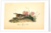 Sprague's Missouri Lark. Male by John James Audubon
