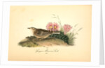Sprague's Missouri Lark. Male by John James Audubon