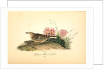 Sprague's Missouri Lark. Male by John James Audubon
