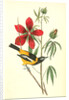 Common Troupial. Male by John James Audubon