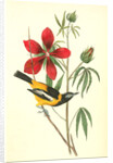 Common Troupial. Male by John James Audubon