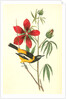 Common Troupial. Male by John James Audubon